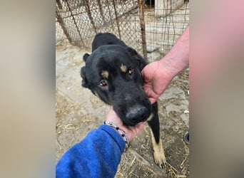 Murphy - freundlich und verschmust