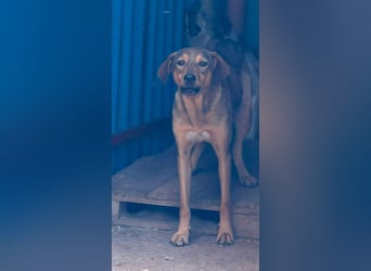 Melody  - Profi gesucht