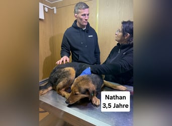 Nathan - ein Herzenshund