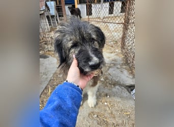 Emil - lieber Hundeopi aus der Tötung
