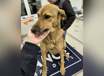 Jessy - sanft und freundlich