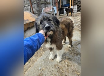 Emil - lieber Hundeopi aus der Tötung
