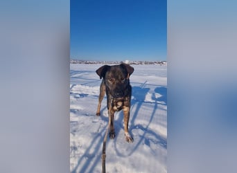 Buddy - liebt Menschen