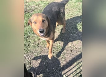 Nathan - ein Herzenshund