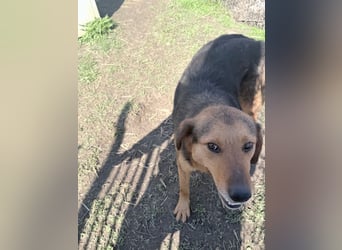 Nathan - ein Herzenshund