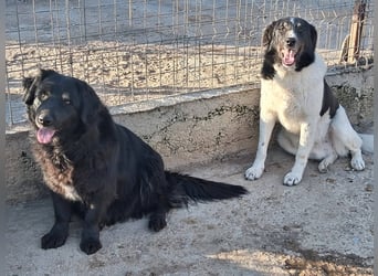 Joschi - trauriges Schicksal