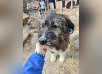 Emil - lieber Hundeopi aus der Tötung