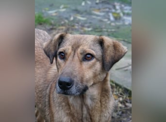 Jessy - sanft und freundlich