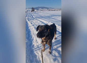 Buddy - liebt Menschen