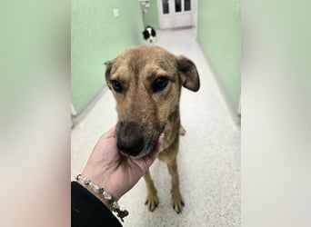 Jessy - sanft und freundlich