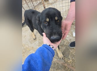 Murphy - freundlich und verschmust