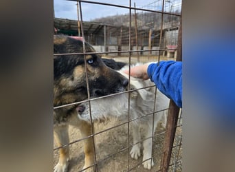 Snowy wartet sehnsüchtig