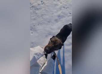 Buddy - liebt Menschen