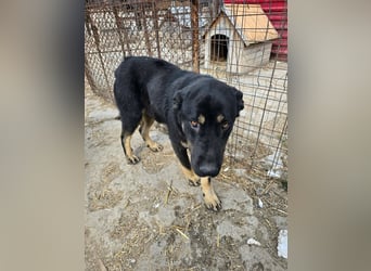 Murphy - freundlich und verschmust