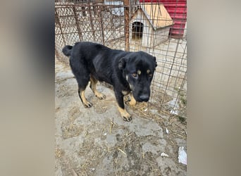 Murphy - freundlich und verschmust