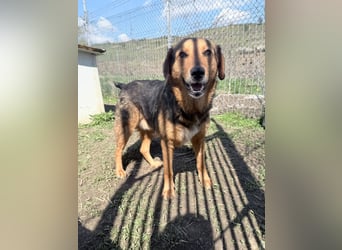 Nathan - ein Herzenshund