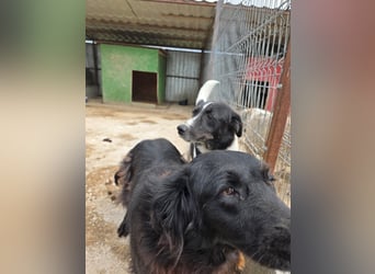 Joschi - trauriges Schicksal