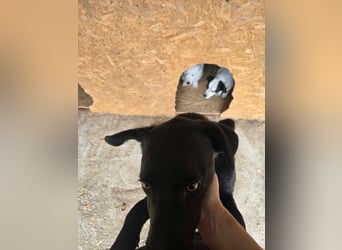 Blacky- wird zutraulicher
