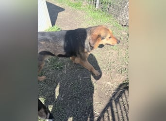 Nathan - ein Herzenshund