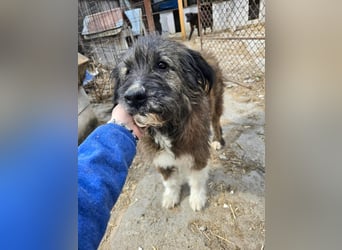 Emil - lieber Hundeopi aus der Tötung