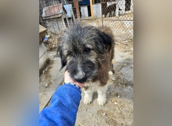 Emil - lieber Hundeopi aus der Tötung