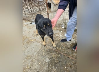 Murphy - freundlich und verschmust