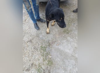 Murphy - freundlich und verschmust