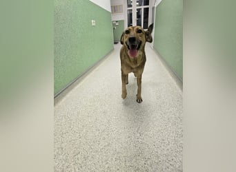 Jessy - sanft und freundlich