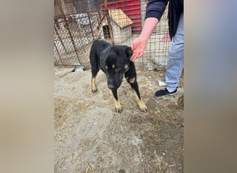 Murphy - freundlich und verschmust