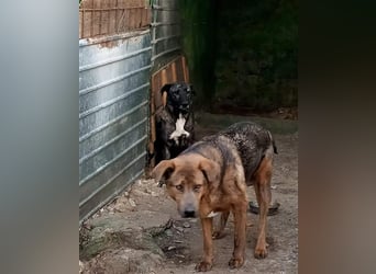 Jesper - muss Vertrauen fassen