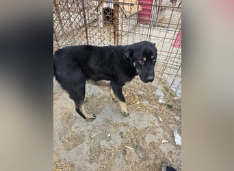 Murphy - freundlich und verschmust