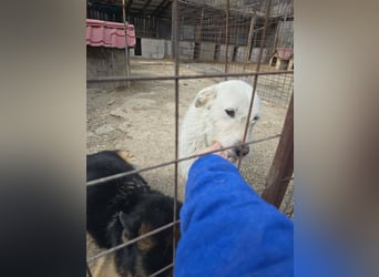 Snowy wartet sehnsüchtig