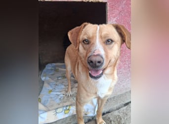 Simba - menschenbezogen