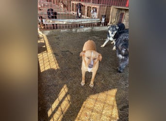 Simba - menschenbezogen