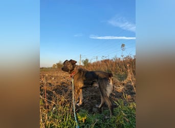 Buddy - liebt Menschen