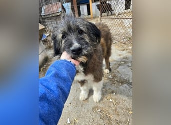 Emil - lieber Hundeopi aus der Tötung