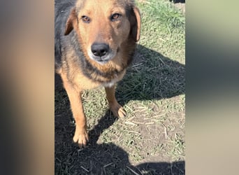Nathan - ein Herzenshund