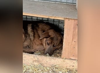 Jesper - muss Vertrauen fassen