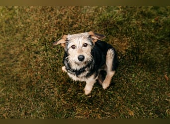 Sonnenschein Gina sucht ihre Menschen