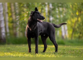 Toller Klod sucht liebevolles Zuhause