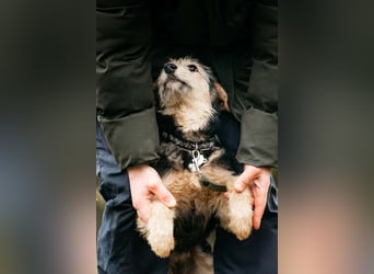 Sonnenschein Gina sucht ihre Menschen