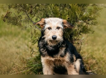 Sonnenschein Gina sucht ihre Menschen