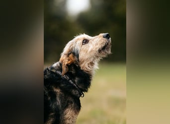 Sonnenschein Gina sucht ihre Menschen