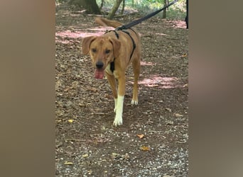 Hündin FREYA sucht ihr Für-immer-Körbchen