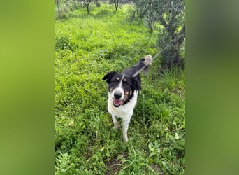 Hündin SUNNY sucht ihr Glück