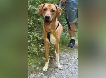 Hündin FREYA sucht ihr Für-immer-Körbchen