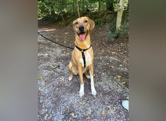 Hündin FREYA sucht ihr Für-immer-Körbchen