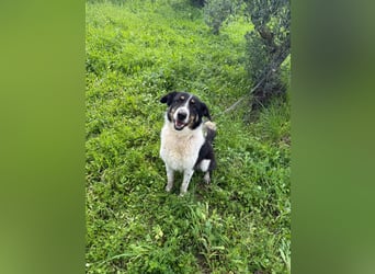 Hündin SUNNY sucht ihr Glück