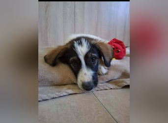 Junghündin HEIDI sucht ihr Zuhause