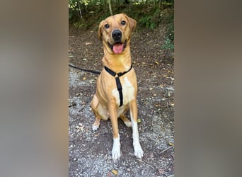 Hündin FREYA sucht ihr Für-immer-Körbchen